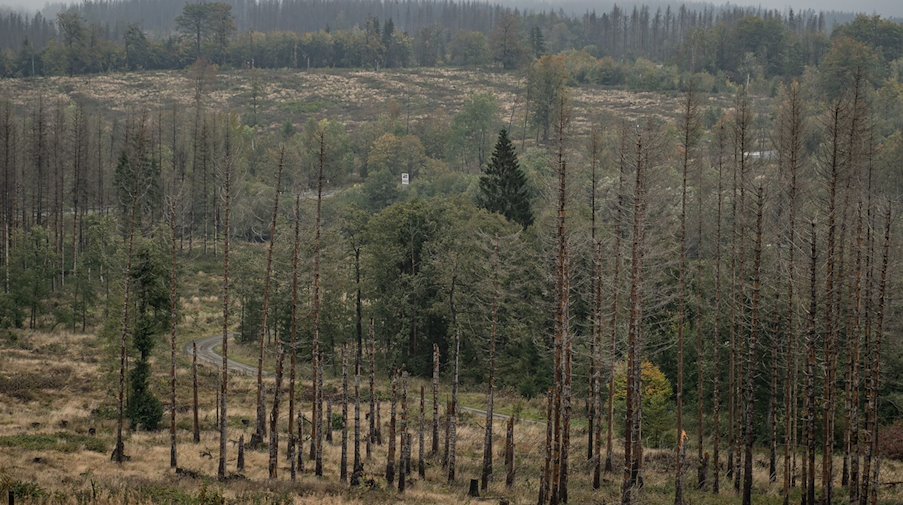 Abgestorbene Fichten stehen auf einer Waldfläche im Harz. / Foto: Swen Pförtner/dpa