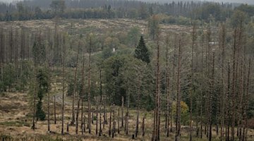 Abetos muertos en una zona forestal de los montes Harz / Foto: Swen Pförtner/dpa