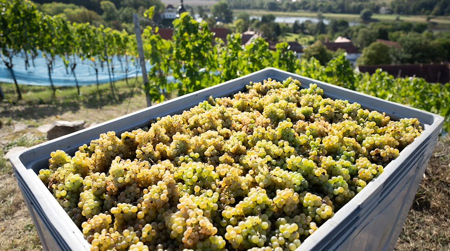 Grapes lie in a trough during the grape harvest at the Schloss Proschwitz vineyard / Photo: Sebastian Kahnert/dpa