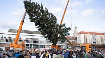Passers-by watch the erection of a 55-year-old Colorado fir tree on the Altmarkt / Photo: Sebastian Kahnert/dpa