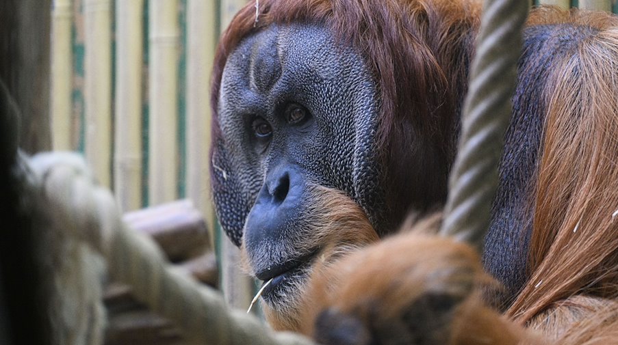 Orang Utan «Toni» sitzt in seinem Gehege im  Menschenaffenhaus des Dresdner Zoos. / Foto: Robert Michael/dpa/ZB/Archivbild