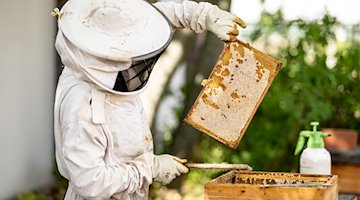 A beekeeper lifts a frame with honeycombs out of a beehive / Photo: Fabian Sommer/dpa