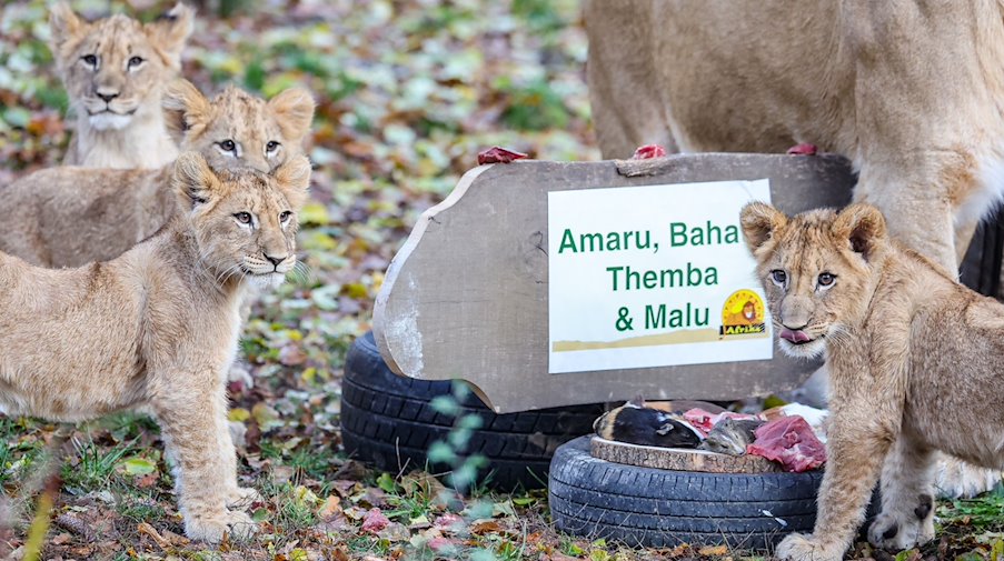 Löwenbabys im Leipziger Zoo getauft