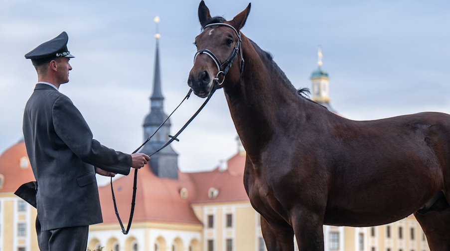 Phil Teifel, Gestütswärter im Landgestüt Moritzburg steht mit „Cäsar“, vor dem einstigen Jagdschloss der Wettiner. / Foto: Robert Michael/dpa