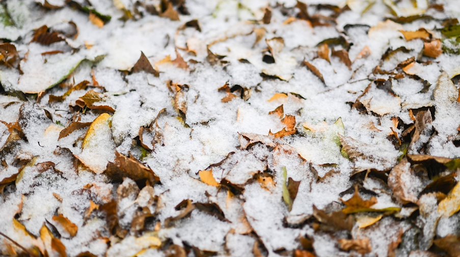 Mit Schnee sind Blätter, die in der Innenstadt am Boden liegen, bedeckt. / Foto: Robert Michael/dpa