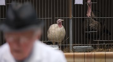 Turkeys sit in cages. / Photo: Sebastian Willnow/dpa