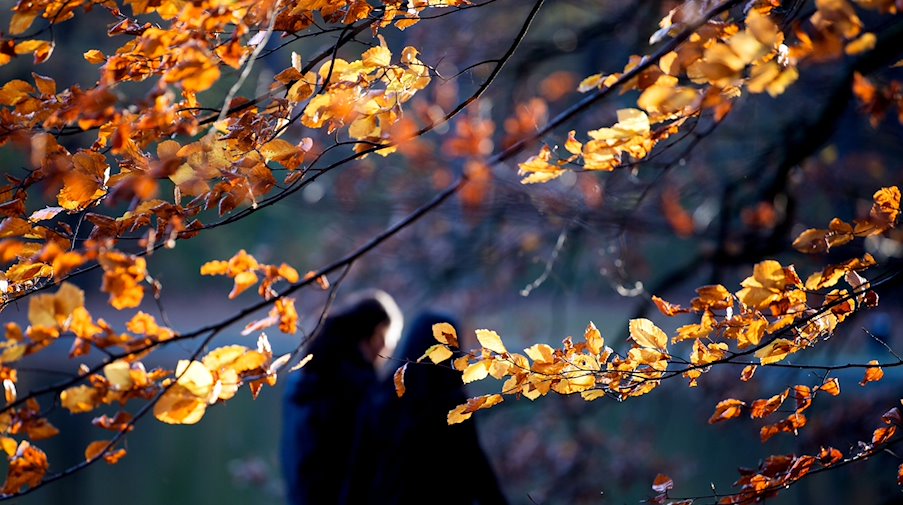 Two people walk between autumnal trees / Photo: Federico Gambarini/dpa/Symbolic image