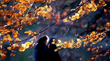 Two people walk between autumnal trees / Photo: Federico Gambarini/dpa/Symbolic image