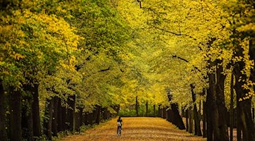 Herbstlich belaubte Bäume im Clara-Zetkin-Park in Leipzig. / Foto: Jan Woitas/dpa