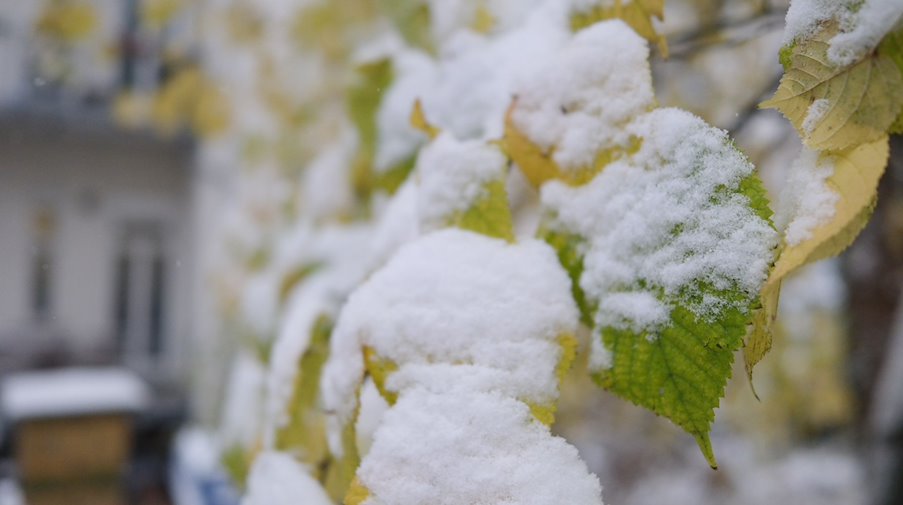 Schnee liegt auf dem gelbem Laub einer Linde. / Foto: Sebastian Willnow/dpa