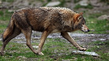 Ein Wolf läuft in einem Wildpark durch sein Gehege. / Foto: Karl-Josef Hildenbrand/dpa