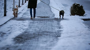 Ein Mann geht mit zwei Hunden am Morgen bei Regen und Schneeglätte über einen Fußweg, auf dem noch Schnee liegt. / Foto: Jan Woitas/dpa
