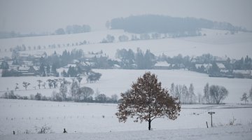 Ein Laubbaum steht zwischen schneebedeckten Feldern am Ortsrand des Dorfes Königshain in der Lausitz. / Foto: Paul Glaser/dpa