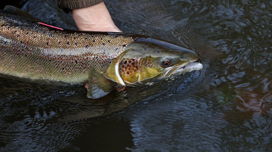 Un salmón listo para desovar es sostenido en el agua. / Foto: Ronny Hartmann/dpa-Zentralbild/dpa/Archivbild