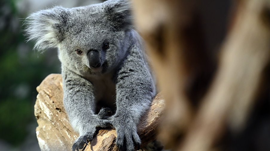 Neues Koala-Weibchen im Leipziger Zoo. / Foto: Patricia Bartos/dpa