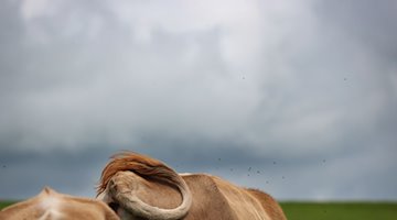 Eine Kuh steht unter wolkenverhangenem Himmel. / Foto: Karl-Josef Hildenbrand/dpa/Symbolbild