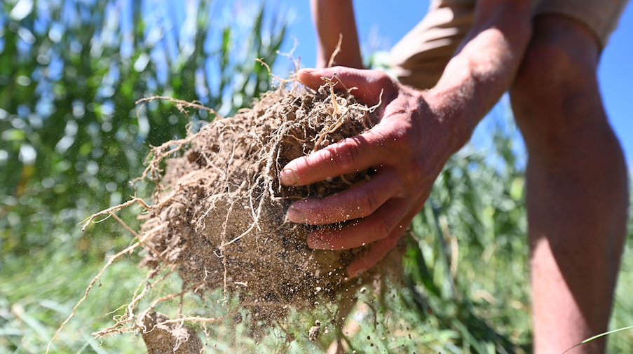 Багатий на гумус ґрунт на кукурудзяному полі в Аспіхгофі. / Фото: Uli Deck/dpa/Archivbild