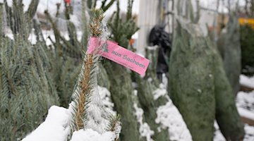Various potted Christmas trees stand next to each other at a Christmas tree sale / Photo: Sebastian Kahnert/dpa