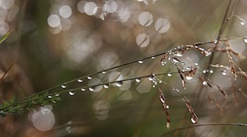 Tautropfen hängen an Gräsern in einem Wald. / Foto: Matthias Bein/dpa/Symbolbild