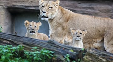 Lion cubs explore the outdoor enclosure at Leipzig Zoo with their mother Kigali / Photo: Jan Woitas/dpa