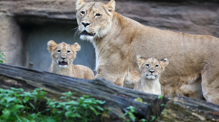 Lion cubs explore the outdoor enclosure at Leipzig Zoo with their mother Kigali / Photo: Jan Woitas/dpa
