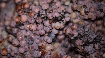 Gefrorene Weintrauben liegen zur Eisweinlese auf einem Weinberg der Sächsischen Winzergenossenschaft in einem Trog. / Foto: Sebastian Kahnert/dpa