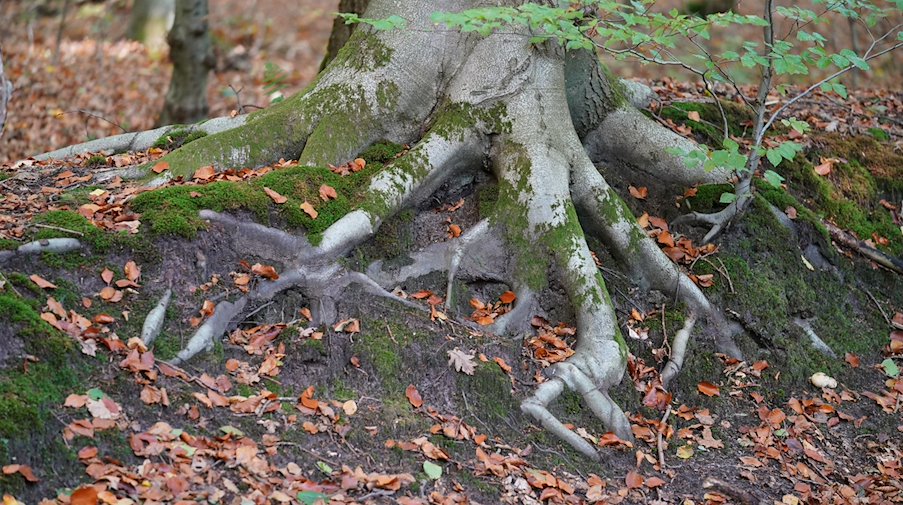 يمكن رؤية جذور شجرة زان في إحدى الغابات. / صورة: ماركوس براندت / دبا / صورة رمزية