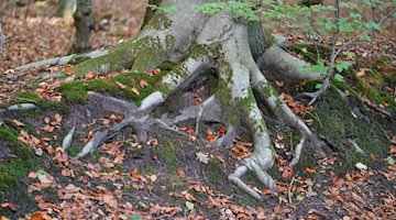 The roots of a beech tree can be seen in a forest. / Photo: Marcus Brandt/dpa/symbol