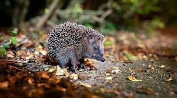A young brown-breasted hedgehog (Erinaceus europaeus) sits between leaves on a sidewalk in front of a bush / Photo: Jonas Walzberg/dpa/Archivbild