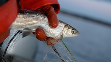 A professional fisherwoman holds a whitefish in her hand / Photo: Felix Kästle/dpa