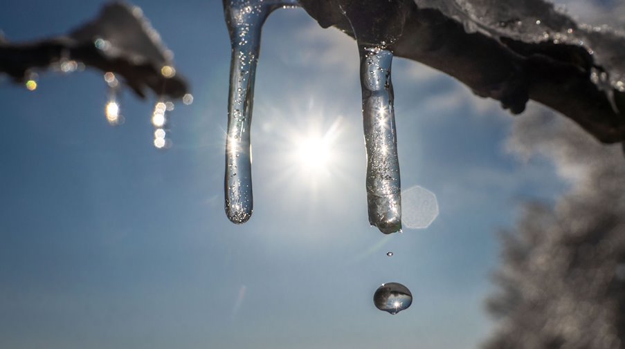 Im Sonnenschein beginnt die Eisschicht zu schmelzen und Wasser tropft an den Ästen herab. / Foto: Frank Rumpenhorst/dpa/Symbolbild