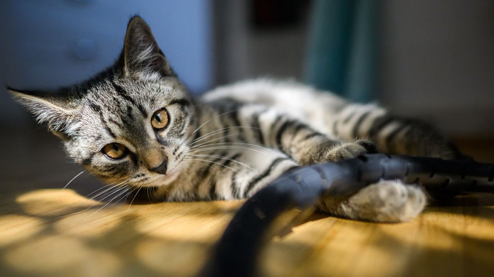 Un gato joven jugando en un piso / Foto: Julian Stratenschulte/dpa