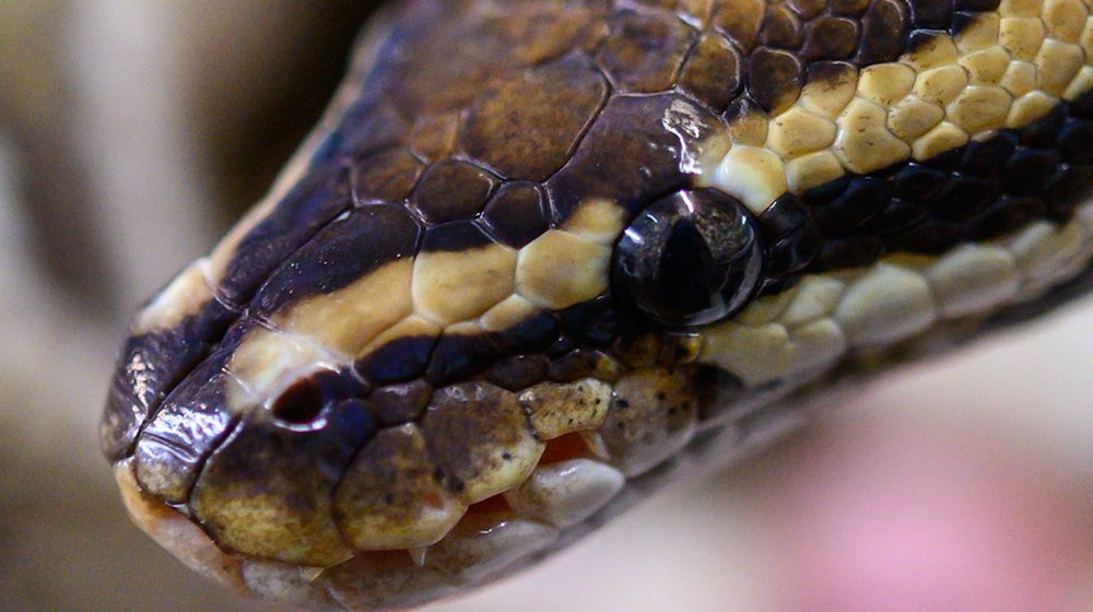 A royal python at the NABU species conservation center in Leiferde, Lower Saxony / Photo: Christophe Gateau/dpa
