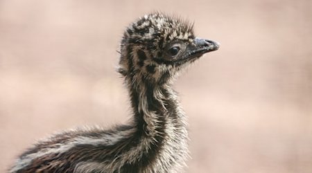 Emu chicks at Chemnitz Zoo / Photo: Tierpark Chemnitz/dpa/Handout