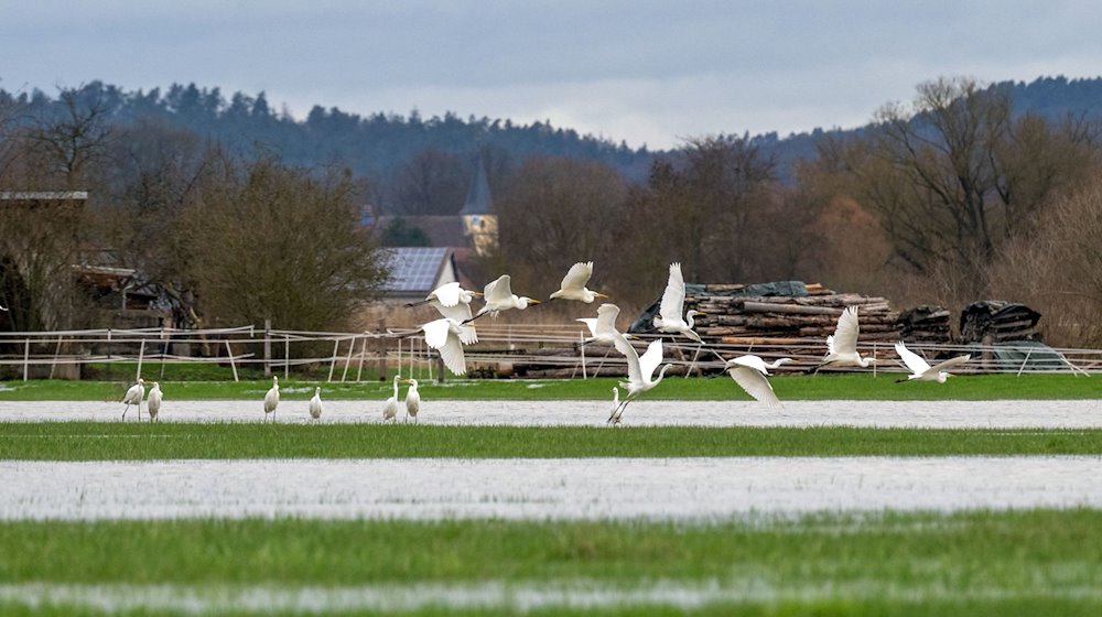 Silberreiher fliegen von einer überfluteten Wiese im Itzgrund zwischen Coburg und Bamberg auf. / Foto: Pia Bayer/dpa