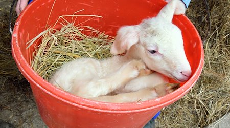 На молочній вівчарській фермі пастуха Вольфганга Герне в Бенневіц-Паузіц ягня, якому лише кілька годин від народження, лежить у відрі під час зважування / Фото: Waltraud Grubitzsch/dpa