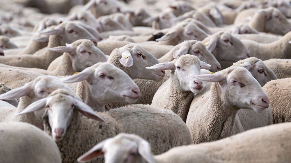 Un rebaño de ovejas en un prado / Foto: Sven Hoppe/dpa