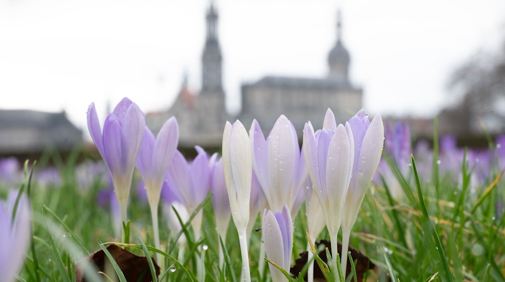 Blühende Krokusse vor der Kulisse der Altstadt. / Foto: Sebastian Kahnert/dpa