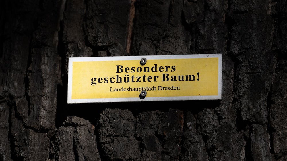 Ein Schild „Besonders geschützter Baum!“ ist am Stamm einer Eiche angeschraubt. / Foto: Robert Michael/dpa