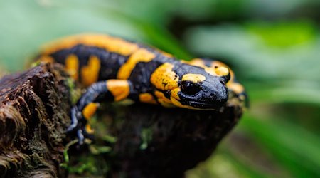 A fire salamander sits in an enclosure / Photo: Daniel Karmann/dpa/Symbolic image