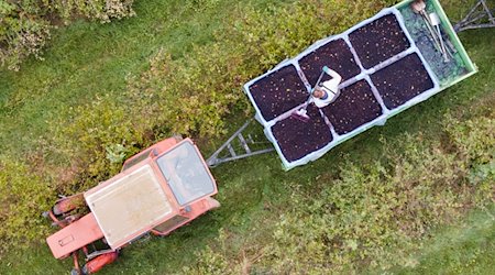 A farmer stands in a field of aronia berries on a harvest trailer and sorts harvested aronia berries. / Photo: Sebastian Kahnert/dpa