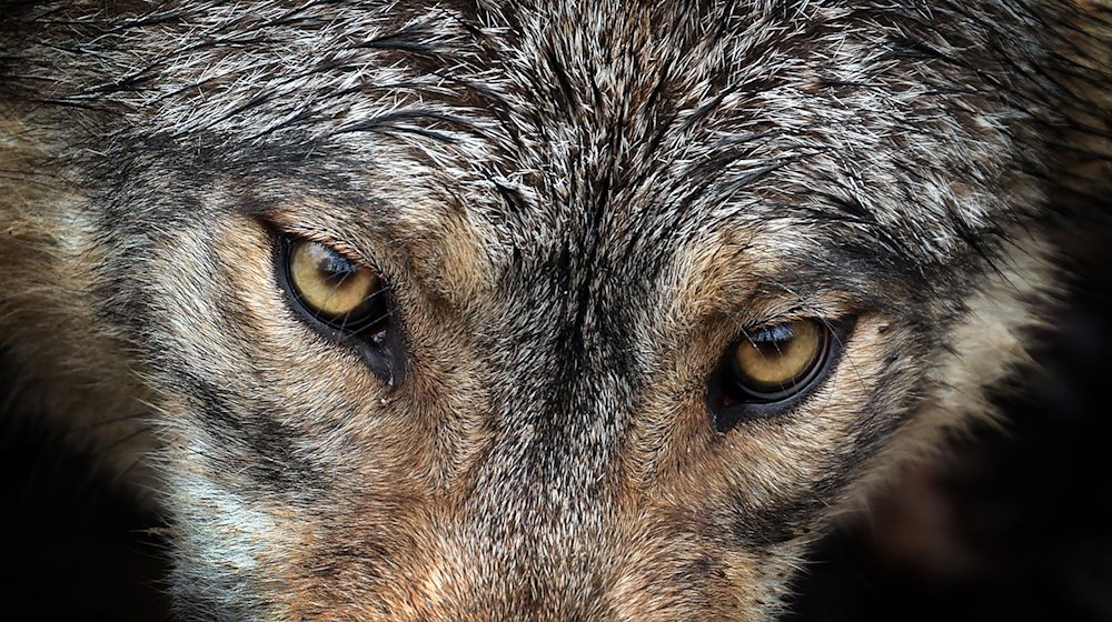 Ein Wolf steht in einem Wildpark in seinem Gehege. / Foto: Karl-Josef Hildenbrand/dpa/Archivbild
