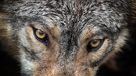 A wolf stands in its enclosure in a wildlife park / Photo: Karl-Josef Hildenbrand/dpa/Archivbild