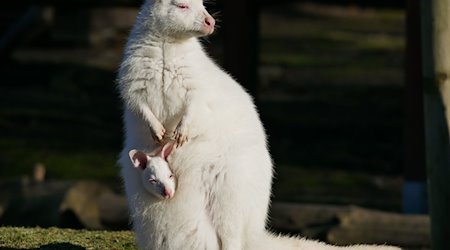 Dieses vom Zoo Hoyerswerda zur Verfügung gestellte Foto zeigt ein weißes Bennett-Känguru mit seiner Mutter namens Flöckchen, ebenfalls ein Albino. / Foto: -/Zoo Hoyerswerda/dpa