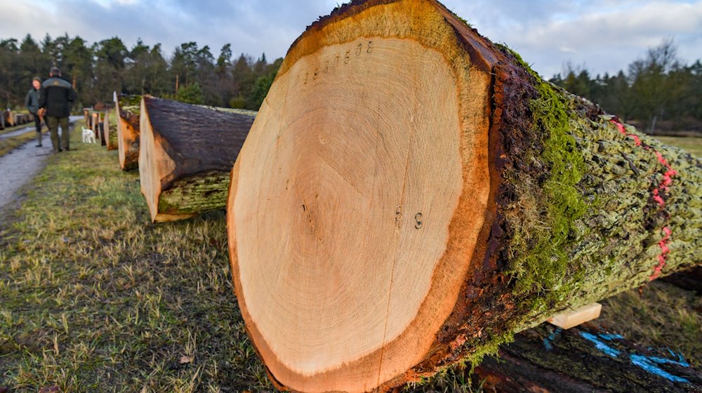 Oak trunks lie in the timber yard of the Brandenburg Forestry Department / Photo: Patrick Pleul/dpa-Zentralbild/dpa