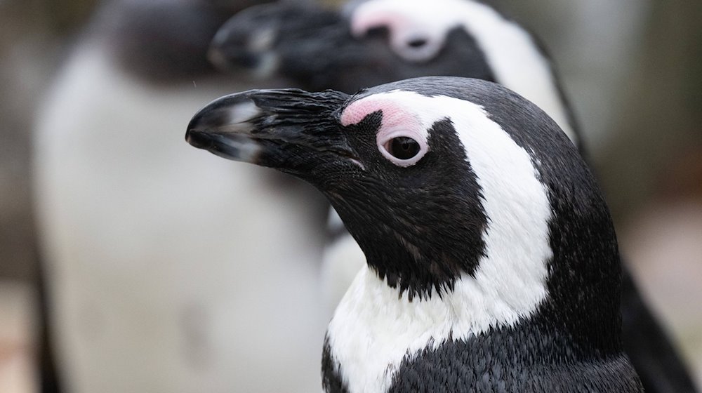 Очкасті пінгвіни у своєму вольєрі в зоопарку Хойерсверда. У зоопарку нарахували 1251 тварину. / Фото: Sebastian Kahnert/dpa/Archivbild