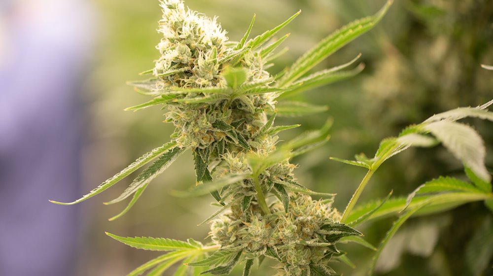 Eine Cannabispflanze blüht. / Foto: Sebastian Kahnert/dpa-Zentralbild/dpa/Symbolbild