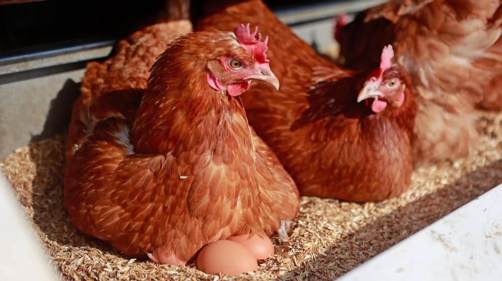 الدجاجات الموجودة في منشأة الإسكان المتنقلة بجوار بيوضها. / صورة: ماتياس بين / دبا / صورة رمزية
