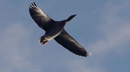 A wild goose flies in the sky / Photo: Robert Michael/dpa-Zentralbild/dpa