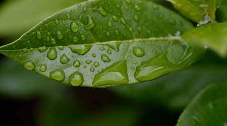 Raindrops can be seen on a leaf. / Photo: Roberto Pfeil/dpa/Symbolic image